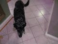 Guilty Dog, Buffy