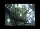 george de la tour shortfilm