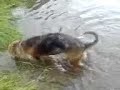 DOG CATCHES FISH, GONE FISHING! FUNNY ANIMAL.
