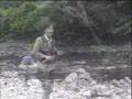 ナナホシテントウ動画2