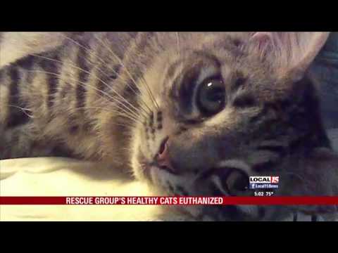 how to decide to euthanize a cat