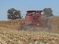 corn harvest 2007