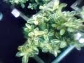 orchidea and bromelia show