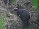 birder
