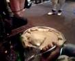Yod Abyssinia - Ethiopian Gurage Dancers Low Res