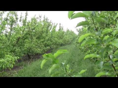 Apple Thinning: A Tedious Task
