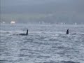 Set Me Free (Orcas) Set Me Free (Orcas)