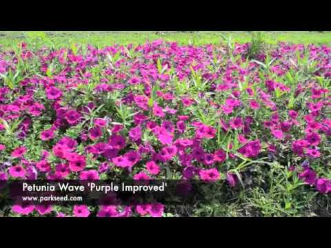 how to transplant petunia