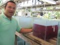 How Ocean Acidification Affects Calcareous Algae