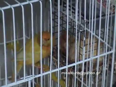 Canary - Basics for beginners on singing canaries For more information's misalouris@yahoo.gr Greece - Volos.