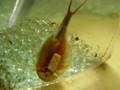カブトエビの幸せ