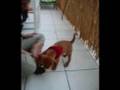 Sam the Puggle