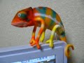 moving Chameleon moving Chameleon