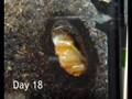 Flower Beetle Pupation...Week 3