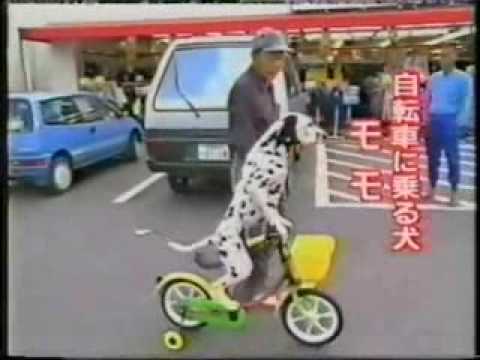 Ein Hund der Fahrrad fährt
