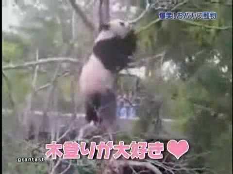 Watch 'Panda Takes Revenge on Branch'