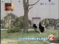 Panda Takes Revenge on Tree Branch
