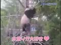 Panda vs Tree Branch - angry, animals, branch, cute, panda, tree