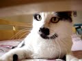 xuxa mallmann   minha gatona