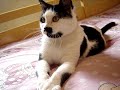 xuxa mallmann   minha gatona