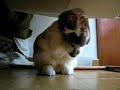 rubbing ears