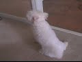 ALPO Real Meat Moments Video Contest