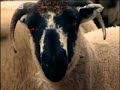 Sheep nightmare - Two Pints of Lager - BBC comedy