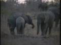videos de 07Sept08 WildEarth p.m.Drive#3 Elephant & Cheetah