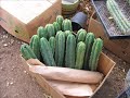 san pedro cactus trichocereus pachanoi picture video