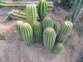 san pedro cactus trichocereus pachanoi picture video