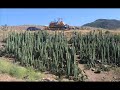 san pedro cactus trichocereus pachanoi picture video
