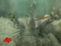 Lionfish Population Has Scientists Worried