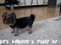 Silky Terrier video