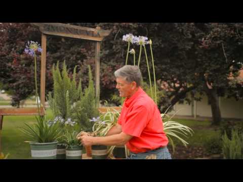 how to replant agapanthus