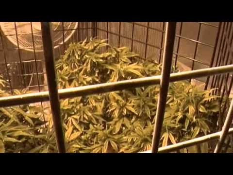 how to build a cge grow room