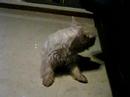 Westie Puppy Week 59 restless 2