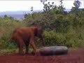 Weeshuis voor Olifanten bij Na�robi in Kenya