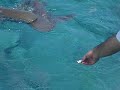 Shark Ray Alley San Pedro Belize
