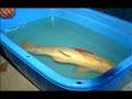 Sakai koi farm Hiroshima