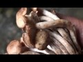 Armillaria tabescens