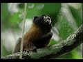 Suram�rica salvaje la jungla amaz�nica 3