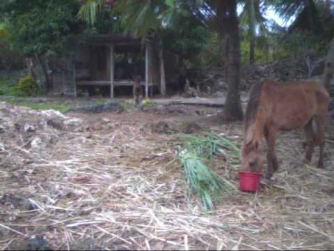 horses running on the beach. Our new baby girl horse, Princess, loves to run, kick and play. Loves to be petted also. She will be one of our riding horses at Virgin Beach Resort Cebu in