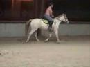 For Sale: Large Pony Hunter Jack Frost For Sale: Large Pony Hunter Jack Frost
