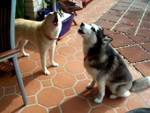 nikki and bella howling to phone