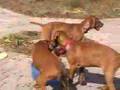 Vizsla Play Day