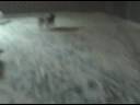 Vicious Akitas pt 3.3GP