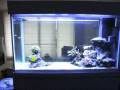 My 600 litre Zeovit Reef Aquarium