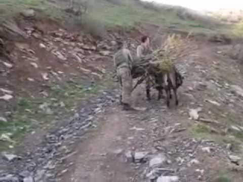 EŞEK SİKİ