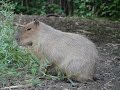 Capybara