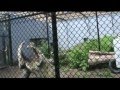 Whoifwhat: cat fight - arrg !